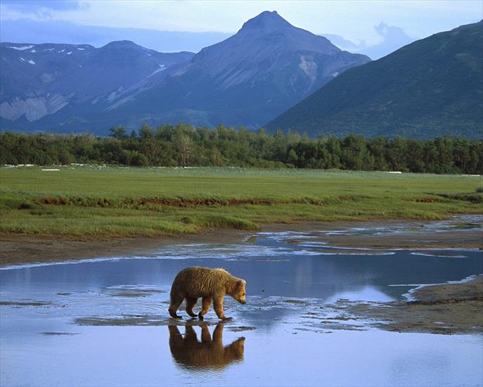 a_o_t_w_w - Grizzly Bear Crossing River Katmai National Park Alaska.jpg