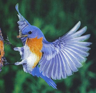 Ptaki - blue-bird.jpg