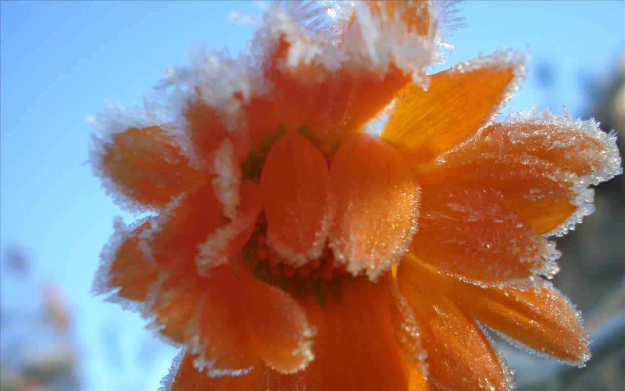 Oszronione kwiaty - flowers_under_frost 5.jpg