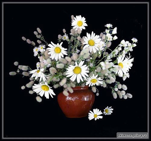 Kwiaty Chomisia52 - 215184-18482-26223632-m549x500.jpg