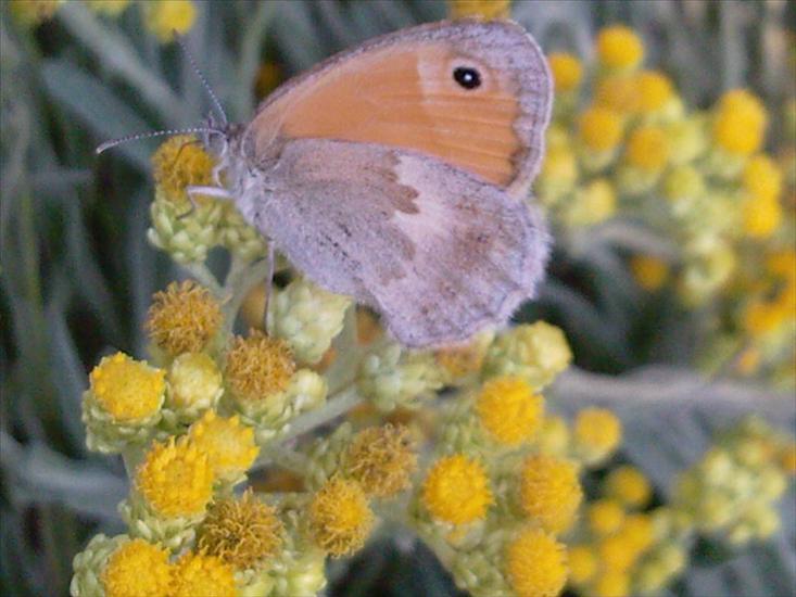 Motyle na kwiatach - Zdjęcia-0037.jpg