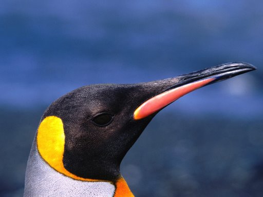 pingwiny - Always Aloof, King Penguin.jpg