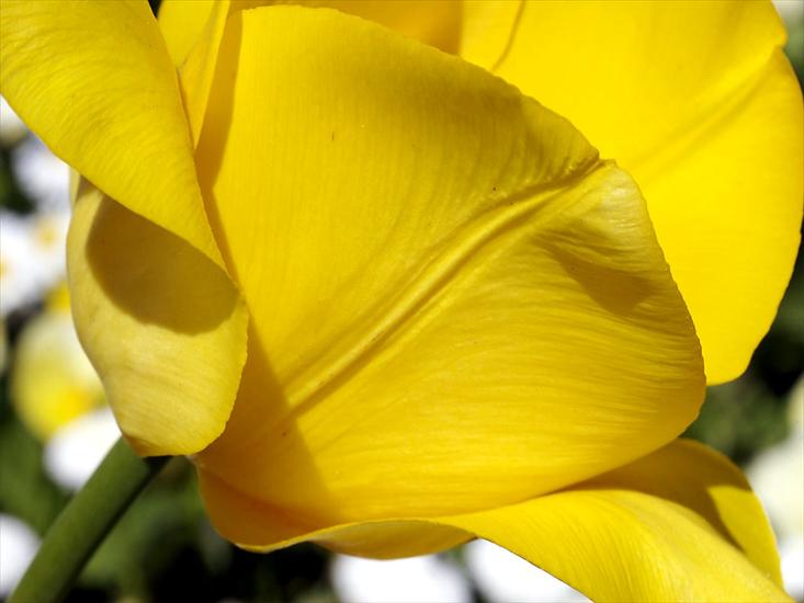  02 - Tulip-Petals.jpg