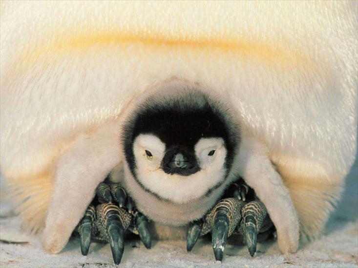 Zwierzaki - penguin_infant.jpg