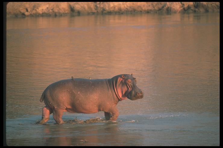 Hippos and Rhinos - 04.jpg