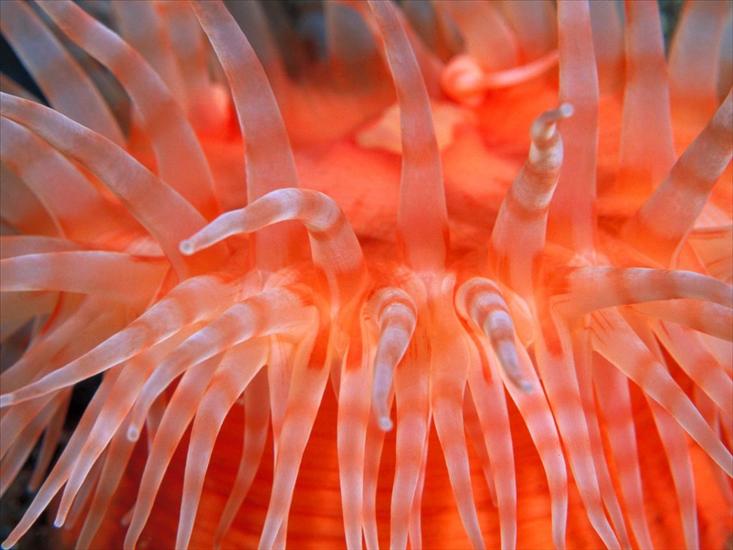 Podwodny świat - Anemone Tentacles.jpg