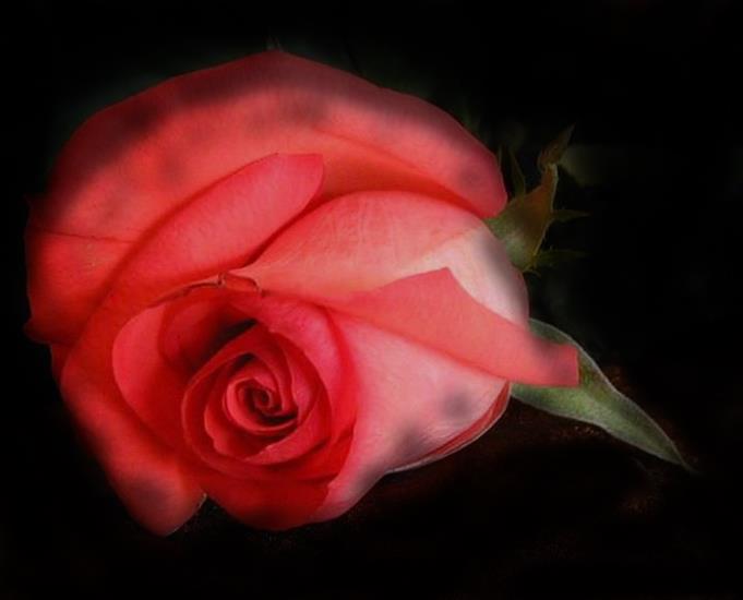 roze_png-moje wykonanie - roza rozowa1.png