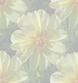 Tła kwiaty - bg4.jpg