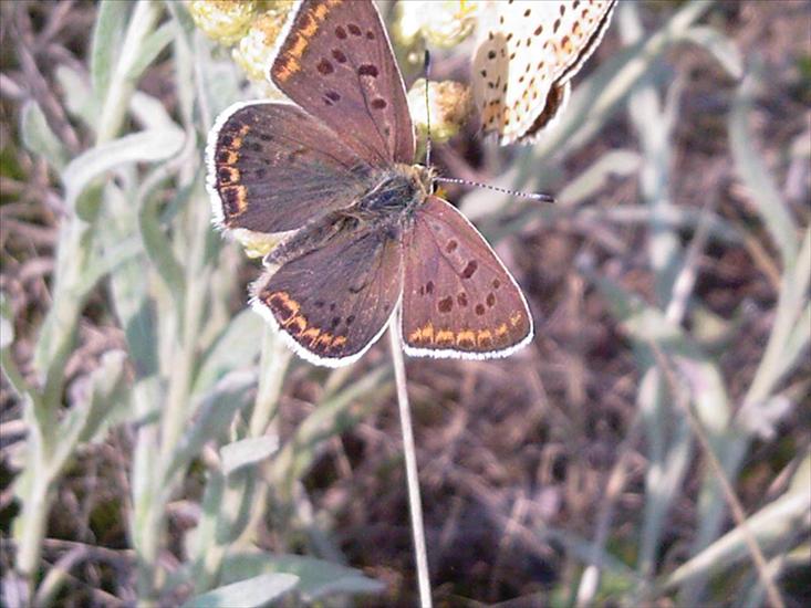 Motyle na kwiatach - Zdjęcia-0039.jpg