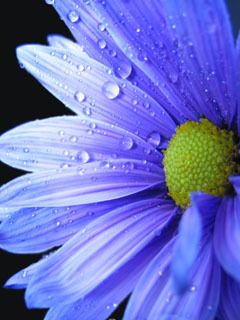 Tapetki - Niebieski kwiat.jpg