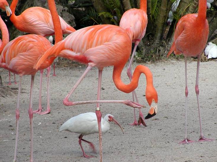 flamingi - flamingi.jpg