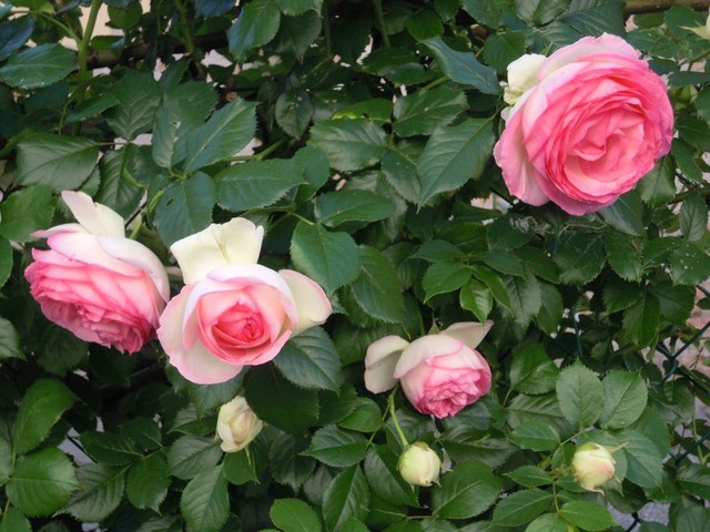 róże - roze-pnace_12921306049719.jpg