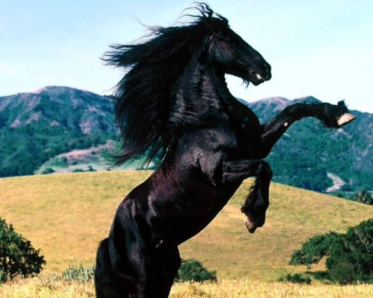 Konie - zwierzeta-konie-1280-34801.jpg