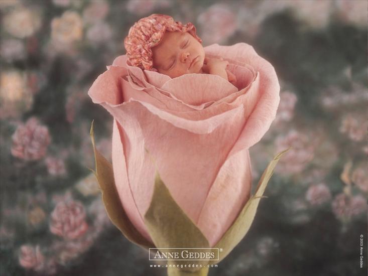   ZDJĘCIA  ANNE GEDDES - wallcoo.com_baby_clothes_baby_pictures_06.jpg