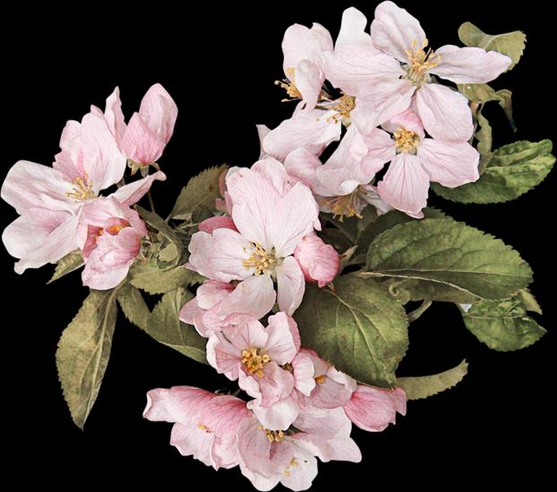 Kwiaty wiśni i jabłoni - bfd23f1e.png