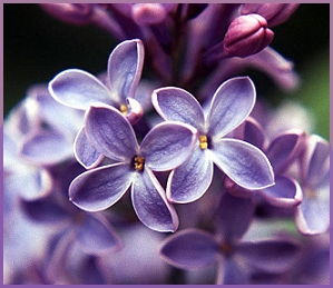 Kwiaty - fioletowe kwiatuszki.jpg