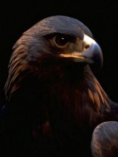 tapetki - Eagle2.jpg