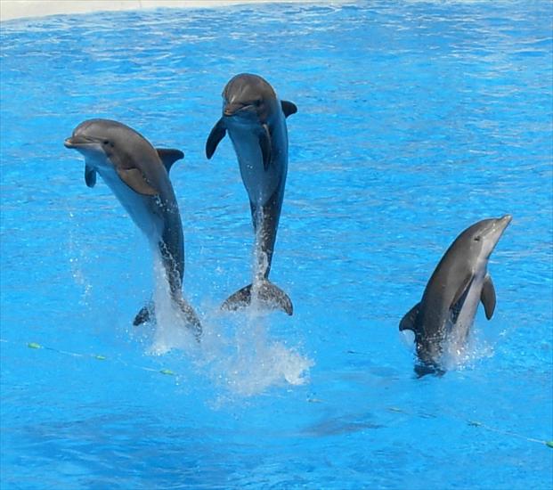 Delfiny - Dolphins_at_Loro_Parque_08v2.JPG