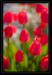 Galeria kwiatów - Czerwone_tulipany_-_zdjecie_4955_mini.jpg