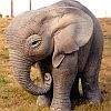 zwierzęta różne - elefantsłon.jpg
