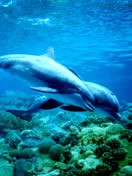 Delfiny i Orki - mediumjtgx.jpg