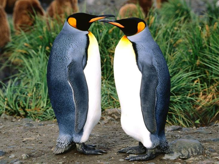 pingwiny - pingwiny królewskie.jpg