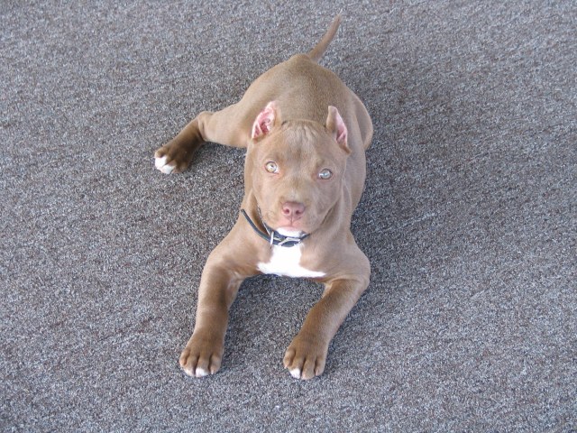 PIt bul..doberman - dixie2_pit_bull.jpg