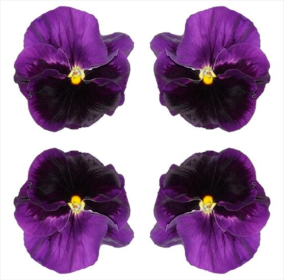 kwiaty - 4 fioletowy bratek.jpg